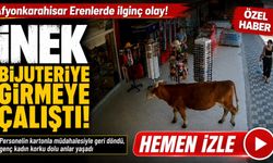 Afyon’da ilginç anlar: İnek bijuteriye girmeye çalıştı