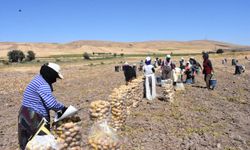 Türkiye'nin patates üssü Sandıklı'da hasat dönemi başladı