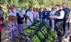 Bilecik'in Coğrafi İşaretli Kamber Biberi'nde Hasat Başladı: Ata Tohumu 50 Üreticiyle 100 Dekarda Yetişiyor
