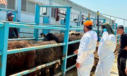 Afyon'da besilik hayvanlara sağlık kontrolü: Şap aşılaması ve tüberkülin testi yapıldı