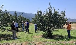 Osmaneli'nde Tarım Arazileri Hastalık ve Zararlılara Karşı Kontrol Edildi
