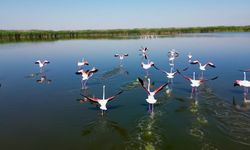 Eber Gölü’nde "Allı Turna" Şöleni: Yüzlerce Flamingo Böyle Görüntülendi