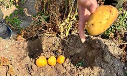 Afyon'da Patates Tarlalarında Saha Kontrolleri Sürüyor