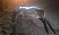 Bilecik’te yola çıkan geyiğe otomobil çarptı