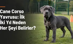 Cane Corso Yavrusu: İlk İki Yıl Neden Her Şeyi Belirler?