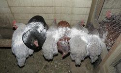 Tavuk biti nedir, nasıl anlaşılır? Kümesi istila eden küçük tehlike