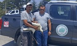 Afyon Seydiler'de yaralı leylek kurtarıldı: Tedavisinin ardından doğaya dönecek