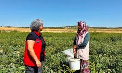 Afyon İhsaniye'de kadınların turşuluk salatalık hasadı devam ediyor