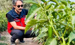 İscehisar’da jalapeno biber arazilerinde saha kontrolü