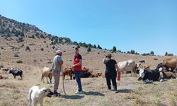 Afyonkarahisar’da Yerli Kara sığırlar için köy köy tespit çalışması