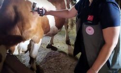 Afyon'da şap hastalığına karşı aşılama ve biyogüvenlik çalışmaları sürüyor