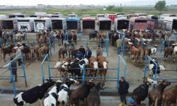 Afyon’da yetiştiricileri ilgilendiren karar: Çayırbağ Hayvan Pazarı kapandı