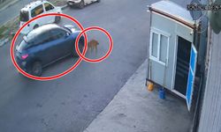 Afyon’da vicdanları yaralayan görüntü: Köpeğe çarpıp kaçtı