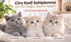 Cins Kedi Sahiplenme İçin En Doğru Irk Seçimi Nedir?