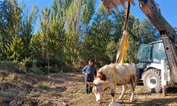 Afyon'da kuyuya düşen büyükbaş hayvan için ekipler seferber oldu!