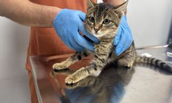 Afyon’da kedi "Ballı" nefes almakta güçlük çekiyordu: Diyafram fıtığı ameliyatıyla hayatta kaldı