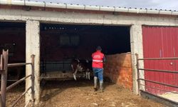 Afyon’un o ilçesinde büyükbaş hayvanlara şap aşılaması başlatıldı