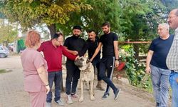 Afyon'da evcil hayvanlara mikroçip takılıyor! Kimliklendirme çalışmaları sürüyor