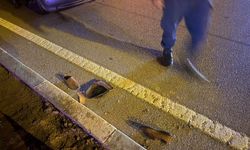 Afyon'da otomobilin çarptığı yaya ağır yaralandı: Çarpmanın etkisiyle yola savruldu!
