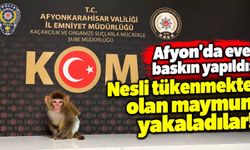 Afyon'da eve baskın yapıldı: Nesli tükenmekte olan maymun yakaladılar!