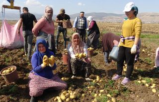 Patates üreticisi Necati Aydoğan: Bundan sonra kendi tohumumuzu, kendimiz yetiştireceğiz.