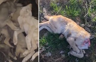Afyon’da köpek katliamı iddiası: Soruşturma başlatıldı!
