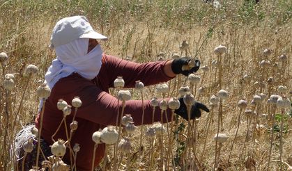 Afyon Sandıklı’da haşhaş hasadı başladı: Kapsül fiyatı 50 kuruş arttı