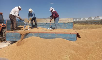 Sandıklı'da günlük 500 ton buğday alımı yapılıyor