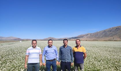 Afyon'da ekilen kara buğday çiçek açtı