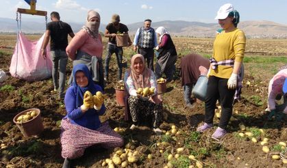 Patates üreticisi Necati Aydoğan: Bundan sonra kendi tohumumuzu, kendimiz yetiştireceğiz.