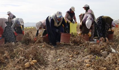 Afyon'da 800 nüfuslu köyde yılda 10 bin ton patates üretiliyor