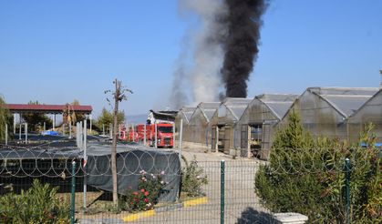 Serada yangın çıktı: Saksı çiçekleri ve palmiye ağaçları zarar gördü