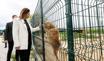 Afyon'da Sokak Hayvanları Bakım ve Rehabilitasyon Merkezi kuruldu: 2 bin kapasiteli Patiköy hizmete giriyor!