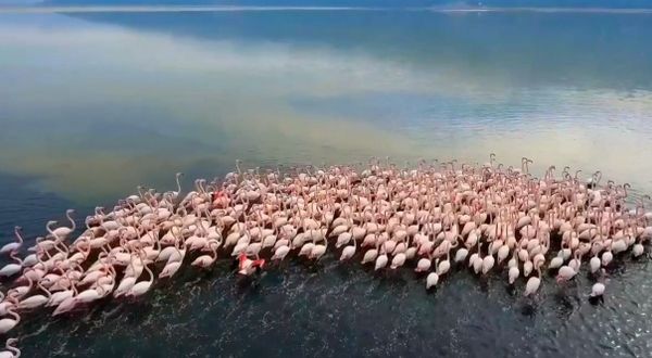 Acıgöl’de flamingolar böyle görüntülendi