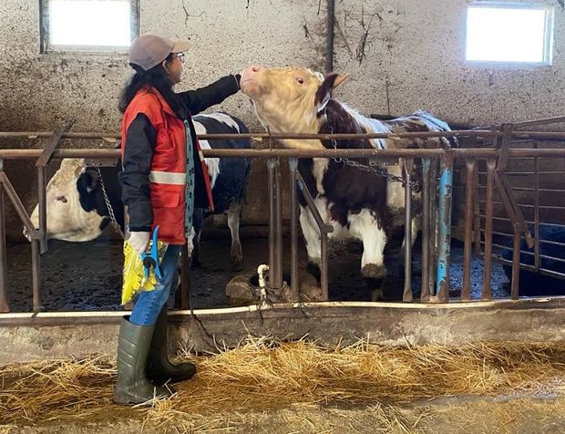 Afyon Sandıklı'da şap aşılaması seferberliği: Tam 22 bin aşı yapıldı!
