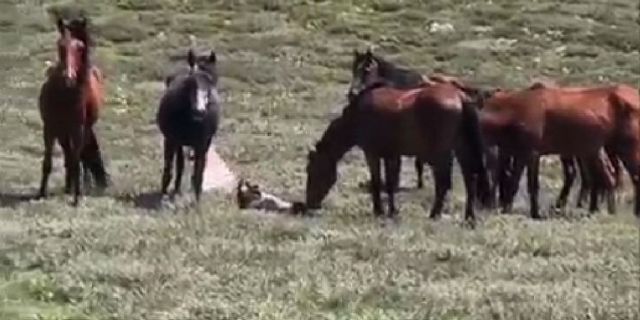 Doğum yapan yılkı atı böyle görüntülendi