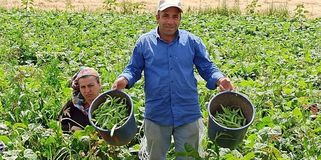 Afyon'da fasülye hasadı başladı! Üretici memnun, tarım işçileri dertli!