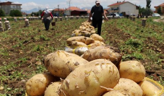 Afyon’da patates hasadında hedef: 1 milyar TL