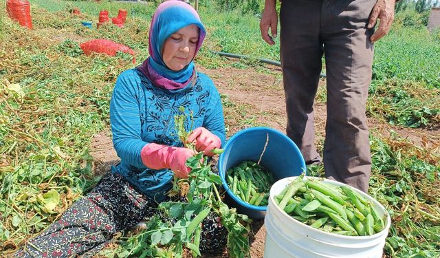 Afyon'da bezelye üreticicisi konuştu: Hasat geciktiği için fiyatlar düştü