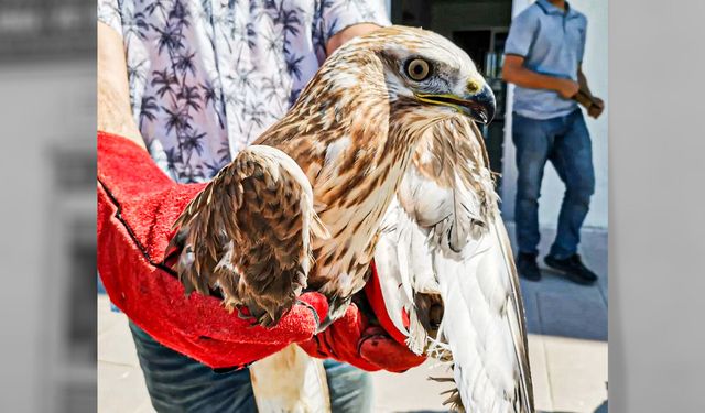Afyon'da yaralı halde bulunan kızıl şahin tedavi altına alındı