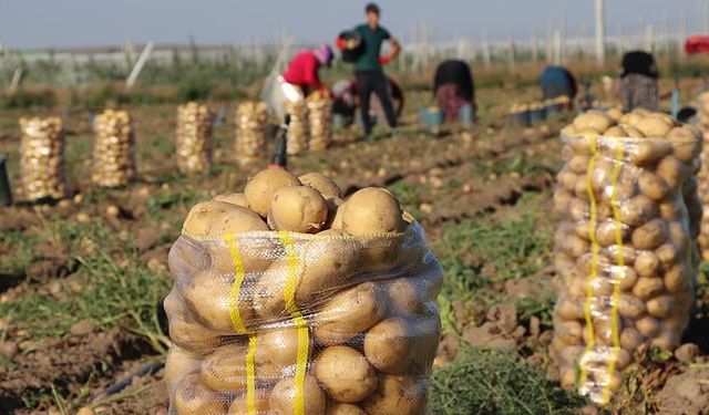 Afyon Dinar'da bu yıl 125 bin ton patates rekoltesi bekleniyor