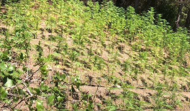 Aydın’da ormanlık alanda Hint keneviri yetiştiren şüpheli tutuklandı
