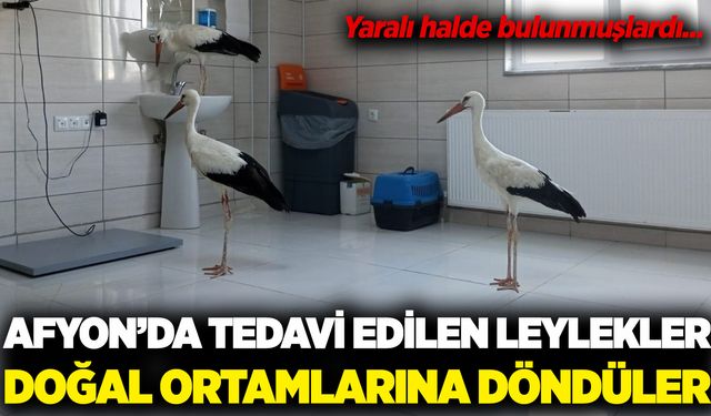 Afyon'da tedavileri tamamlanan 3 leylek doğaya salındı