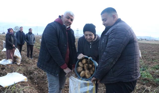 Afyon'da bu patates yurtdışına ihraç ediliyor