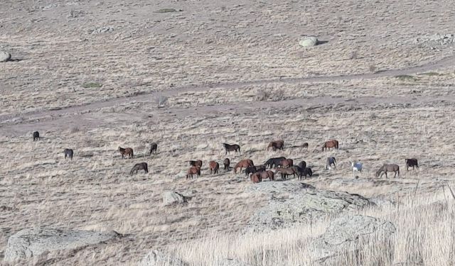 Afyon'da yüzlerce görüntülendi, görenler mest oldu