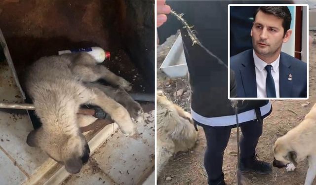 Zafer Partisi’nden Dinar’daki köpek katliamı iddiaları ile ilgili açıklama