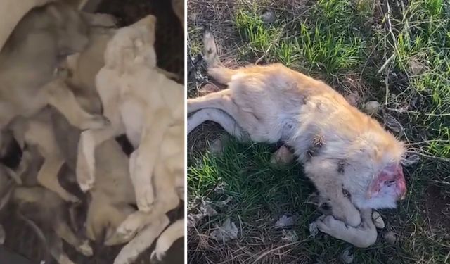 Afyon’da köpek katliamı iddiası: Soruşturma başlatıldı!
