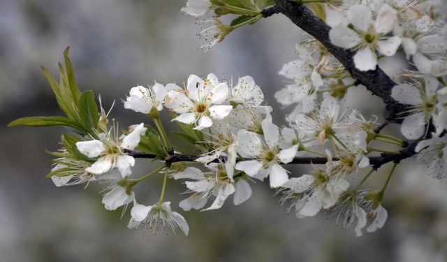 Turgutlu'da meyve ağaçları çiçek açtı