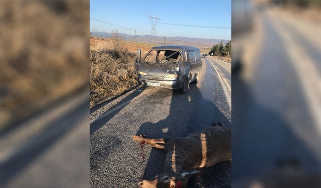 Afyon'da yola inen geyiğe minibüs çarptı: Yaşanan kazada geyik telef oldu, yaralılar var