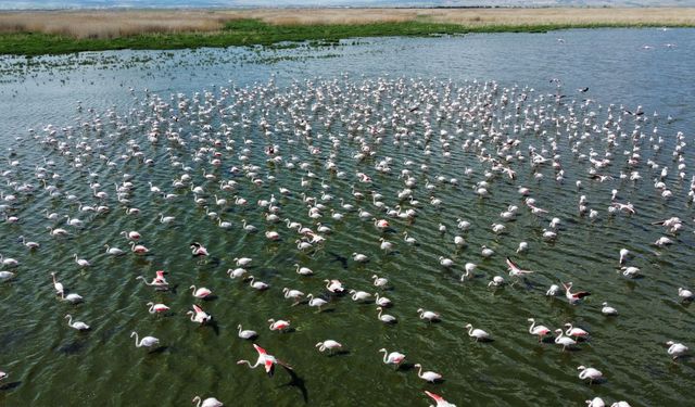 Flamingoların durağı bu yıl da Afyon oldu: Beklenen görüntüler geldi...